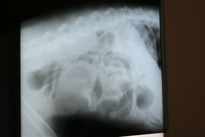 Major's x-ray